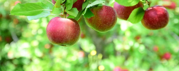 Güney Tyrol Daki Elma Hasadından Hemen Önce Ağaçtaki Olgun Kırmızı — Stok fotoğraf