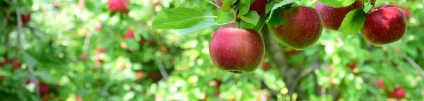 Ώριμα Κόκκινα Μήλα Στο Δέντρο Λίγο Πριν Από Συγκομιδή Μήλων — Φωτογραφία Αρχείου