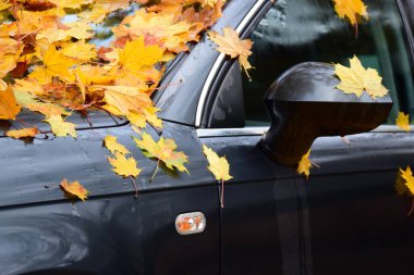 Yellow autumn leaves lies on the bonnet and windscreen of a black car in autumn