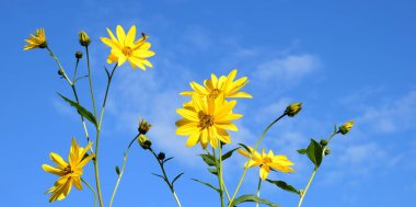 Topinambur, mavi gökyüzünün önündeki sarı çiçekler.
