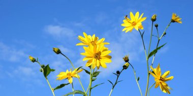 Topinambur, mavi gökyüzünün önündeki sarı çiçekler.