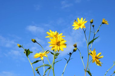 Mavi gökyüzünün önündeki bir tepedeki sarı çiçekler.