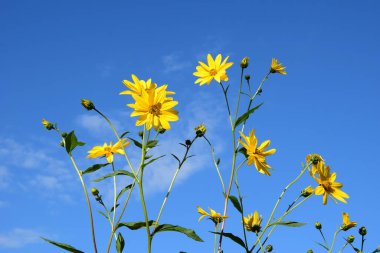 Topinambur, mavi gökyüzünün önündeki sarı çiçekler.