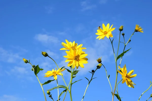 Gelbe Blüten Eines Topinambur Vor Blauem Himmel — Stockfoto