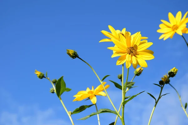 Topinambur Gelbe Blüten Vor Blauem Himmel — Stockfoto
