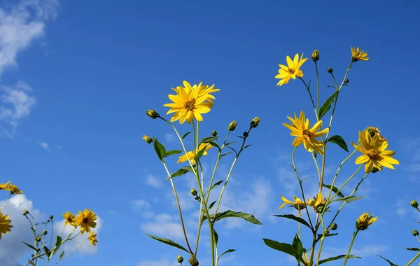 Topinambur Gelbe Blüten Vor Blauem Himmel — Stockfoto