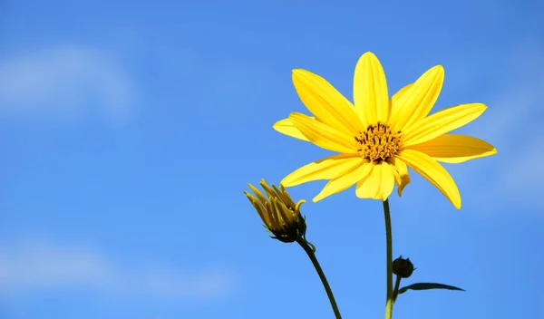 Gelbe Blüten Eines Topinambur Vor Blauem Himmel — Stockfoto