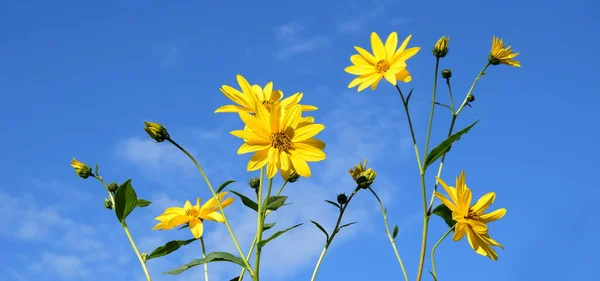 青空の前に咲く黄色の花 ツノアンバー ストックフォト