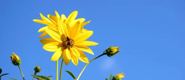 Τοπιναμπούρ Κίτρινα Λουλούδια Μπροστά Από Τον Γαλάζιο Ουρανό Εικόνα Αρχείου