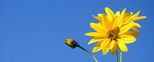 Τοπιναμπούρ Κίτρινα Λουλούδια Μπροστά Από Τον Γαλάζιο Ουρανό Royalty Free Φωτογραφίες Αρχείου
