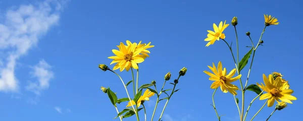 青空の前のトピナンバーの黄色の花 ストック画像