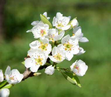 White pear blossoms in the sunlight in South Tyrol in spring