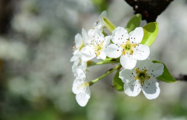 White pear blossoms in the sunlight in South Tyrol in spring