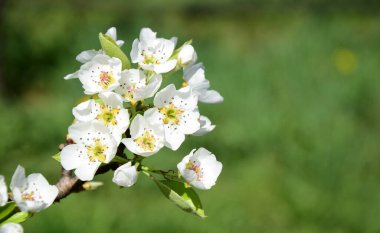 White pear blossoms in the sunlight in South Tyrol in spring