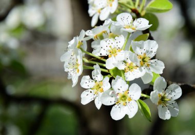 White pear blossoms in the sunlight in South Tyrol in spring