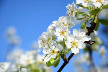 White pear blossoms in the sunlight in South Tyrol in spring