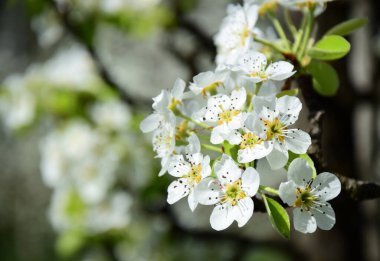 White pear blossoms in the sunlight in South Tyrol in spring