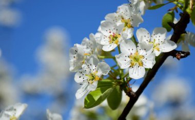 White pear blossoms in the sunlight in South Tyrol in spring
