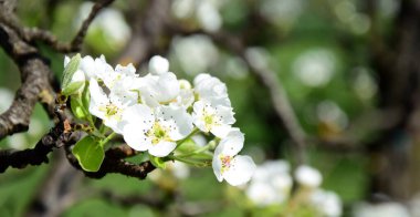 White pear blossoms in the sunlight in South Tyrol in spring