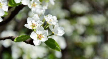 White pear blossoms in the sunlight in South Tyrol in spring
