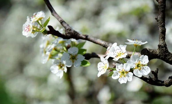 White pear blossoms in the sunlight in South Tyrol in spring