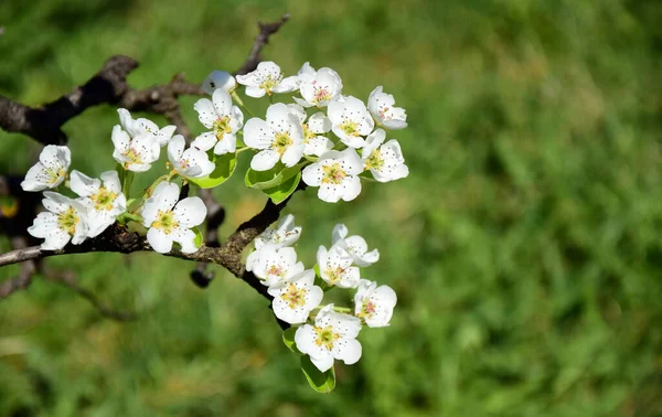 White Pear Blossoms Sunlight South Tyrol Spring — Stok fotoğraf