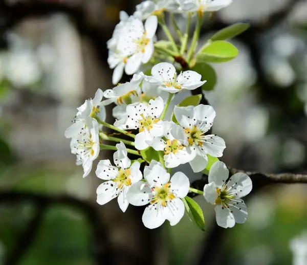 White Pear Blossoms Sunlight South Tyrol Spring — Stockfoto