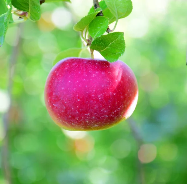 Red ripe apple before the apple harvest, apple tree, red apples, harvest time in South Tyrol