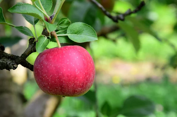 Manzana Roja Madura Antes Cosecha Manzano Manzanas Rojas Tiempo Cosecha —  Fotos de Stock