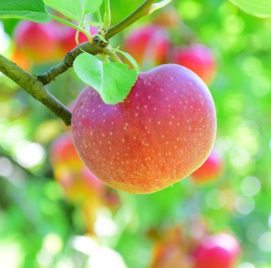 Olgun kırmızı elmalar - elma hasadından kısa bir süre önce Güney Tyrol 'da elma bahçeleri