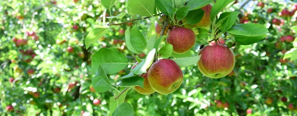 Ripe Red Apples Apple Orchards South Tyrol Shortly Apple Harvest — Stock Photo, Image