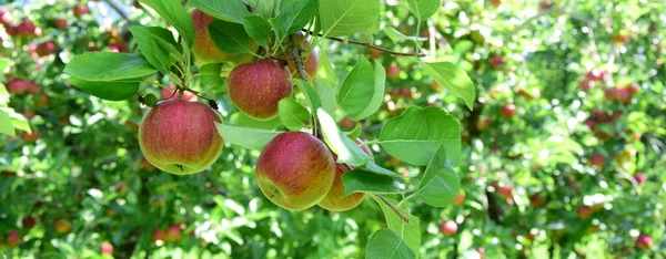 Ώριμα Κόκκινα Μήλα Οπωρώνες Μήλων Στο Νότιο Τιρόλο Λίγο Πριν — Φωτογραφία Αρχείου