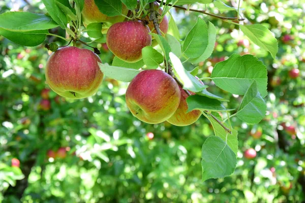 Manzanas Rojas Maduras Huertos Manzanas Tirol Del Sur Poco Antes — Foto de Stock