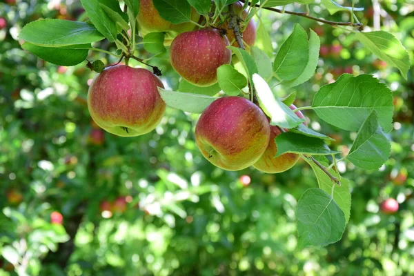 成熟的红苹果 苹果收获前不久在南蒂罗尔的果园 — 图库照片