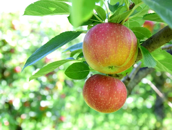 Reife Rote Äpfel Apfelplantagen Südtirol Kurz Vor Der Apfelernte — Stockfoto