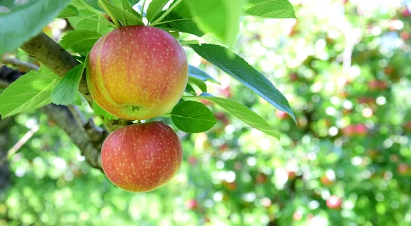 Ώριμα Κόκκινα Μήλα Οπωρώνες Μήλων Στο Νότιο Τιρόλο Λίγο Πριν — Φωτογραφία Αρχείου