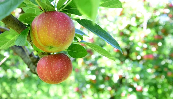 Manzanas Rojas Maduras Huertos Manzanas Tirol Del Sur Poco Antes —  Fotos de Stock