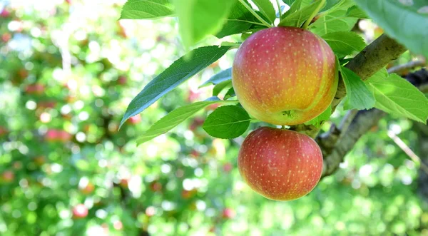 Ripe Red Apples Apple Orchards South Tyrol Shortly Apple Harvest — Stock Photo, Image