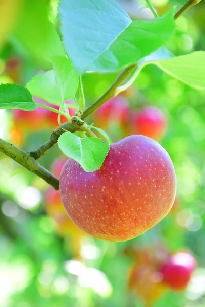 Reife Rote Äpfel Apfelplantagen Südtirol Kurz Vor Der Apfelernte — Stockfoto