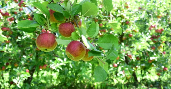 熟した赤いリンゴ リンゴの収穫のすぐ前に南チロルのリンゴの果樹園 ロイヤリティフリーのストック写真