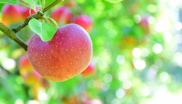 แอปเป ลแดงด สวนแอปเป ลในไทโรลใต นานก อนการเก บเก ยวแอปเป รูปภาพสต็อก
