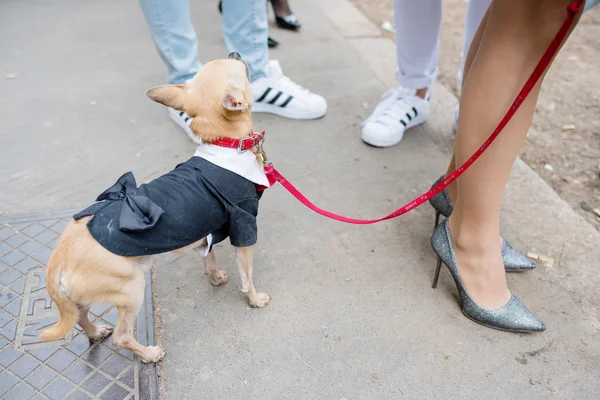 Mediolan, Włochy-25 lutego 2016: modny Doggie na smyczy — Zdjęcie stockowe