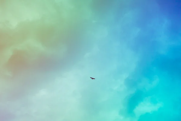 Bird flying in the sky - freedom — Stock Photo, Image