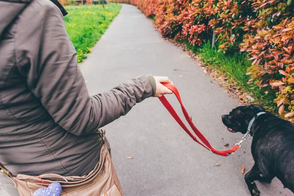 Mulher andando com seu cão — Fotografia de Stock