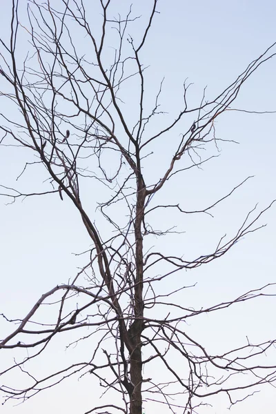 Σιλουέτα του κλαδί δέντρου — Φωτογραφία Αρχείου