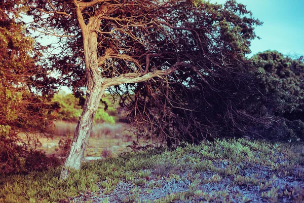 Vire de árvore isolada — Fotografia de Stock