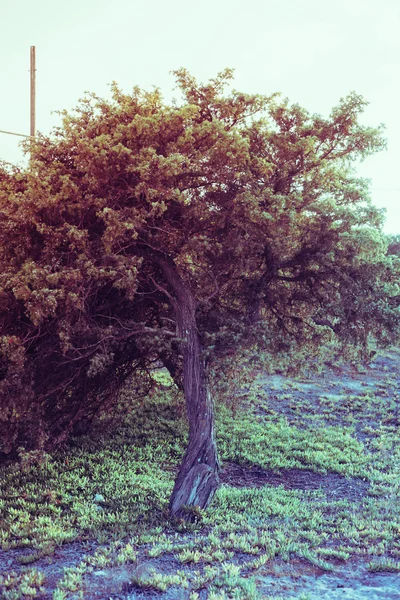 Fa pine grove Szardínián — Stock Fotó