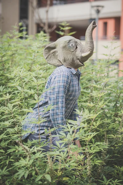 Elefante máscara absurdo hombre —  Fotos de Stock