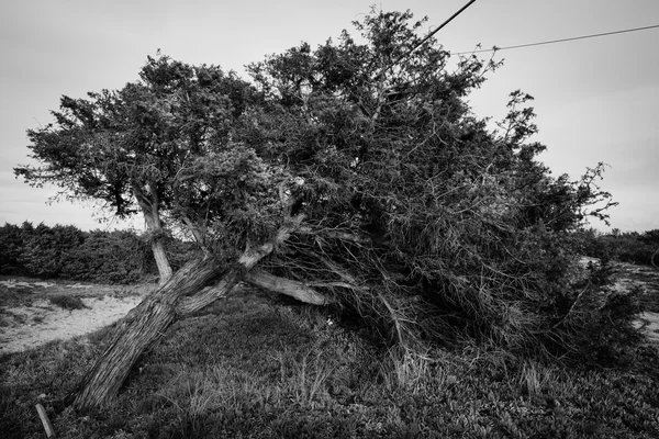 Černá a bílá silueta stromu — Stock fotografie