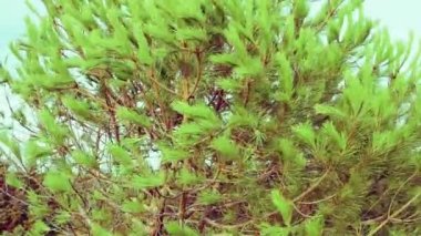 Bir çam ağacının yaprak iğne şeklinde